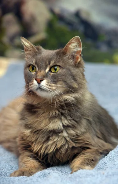 Söt Vacker Grå Fluffig Katt Med Gula Ögon — Stockfoto