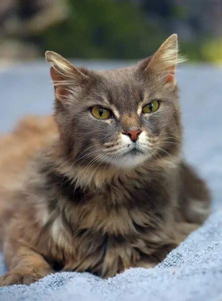 Милий Красивий Сірий Пухнастий Кіт Жовтими Очима — стокове фото