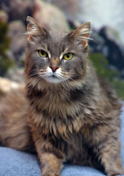 귀엽고 아름다운 고양이 — 스톡 사진
