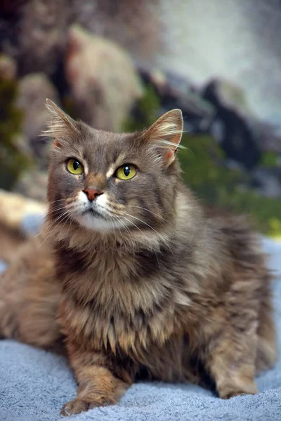Cute Beautiful Gray Fluffy Cat Yellow Eyes — Stock Photo, Image