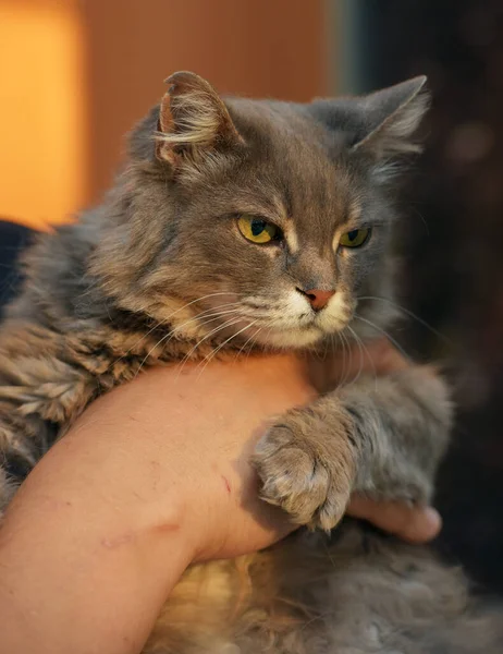 Carino Bella Grigio Soffice Gatto Con Gli Occhi Gialli — Foto Stock