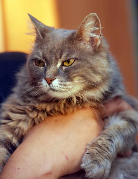 Niedlich Schöne Graue Flauschige Katze Mit Gelben Augen — Stockfoto