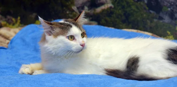 Chat Pelucheux Blanc Gris Forêt Norvégienne Gros Plan — Photo