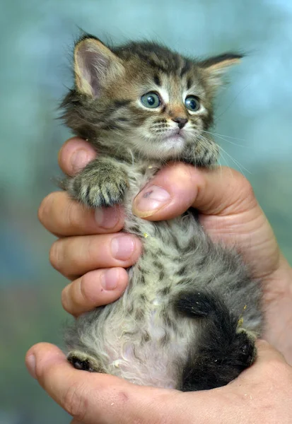 Cute Little Fluffy Brown Kitten Hands — Stock Photo, Image