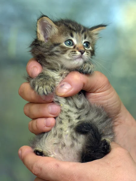 Lindo Poco Esponjoso Marrón Gatito Manos —  Fotos de Stock