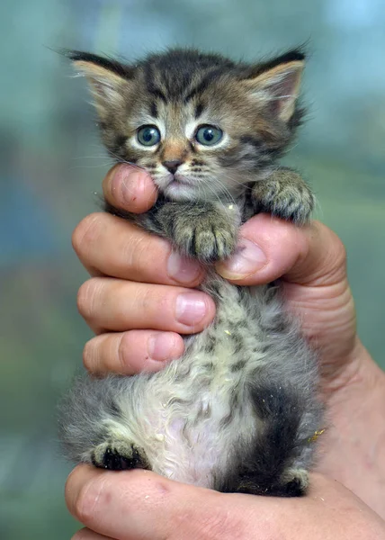 Bonito Pouco Fofo Marrom Gatinho Mãos — Fotografia de Stock