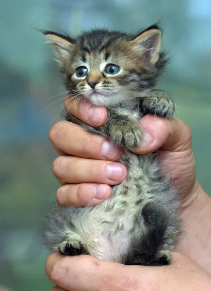 Niedliche Kleine Flauschige Braune Kätzchen Den Händen — Stockfoto