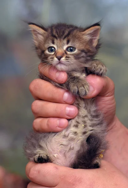 Cute Little Fluffy Brown Kitten Hands — Stock Photo, Image