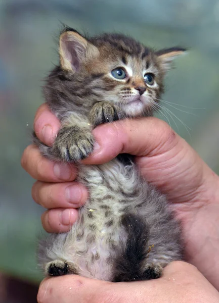 可爱的小绒毛棕色小猫手牵手 — 图库照片
