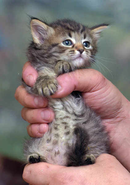 Cute Little Fluffy Brown Kitten Hands — Φωτογραφία Αρχείου