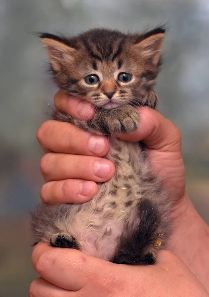 Lindo Poco Esponjoso Marrón Gatito Manos —  Fotos de Stock