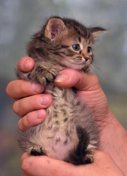 Милый Пушистый Коричневый Котенок Руках — стоковое фото