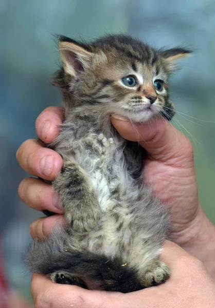 Roztomilý Malý Nadýchaný Hnědý Kotě Rukách — Stock fotografie