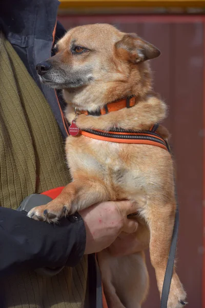 Small Red Haired Mestizo Dog Collar Walk His Hands — Stockfoto