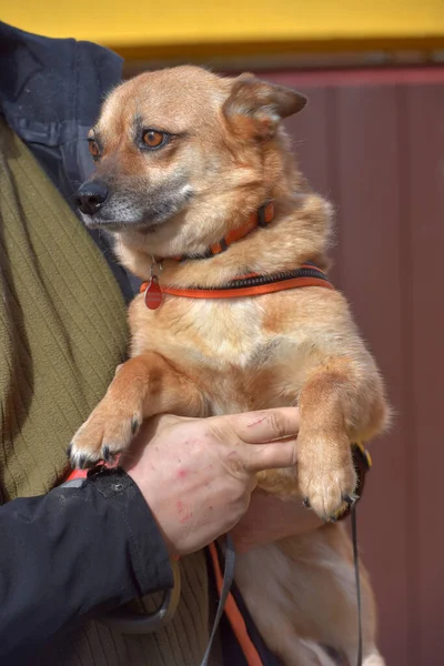 Kleiner Rothaariger Mestizenhund Halsband Für Einen Spaziergang Seinen Händen — Stockfoto