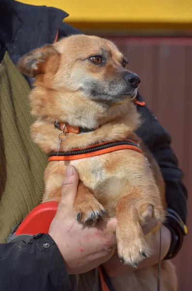 彼の手の中を歩くために襟の小さな赤い髪のメスティーソ犬 — ストック写真