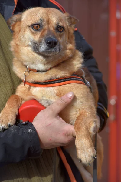 Pequeño Perro Mestizo Pelirrojo Collar Para Paseo Sus Manos —  Fotos de Stock