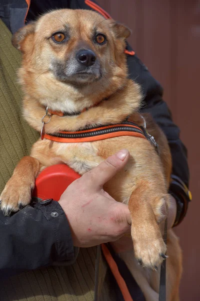 彼の手の中を歩くために襟の小さな赤い髪のメスティーソ犬 — ストック写真