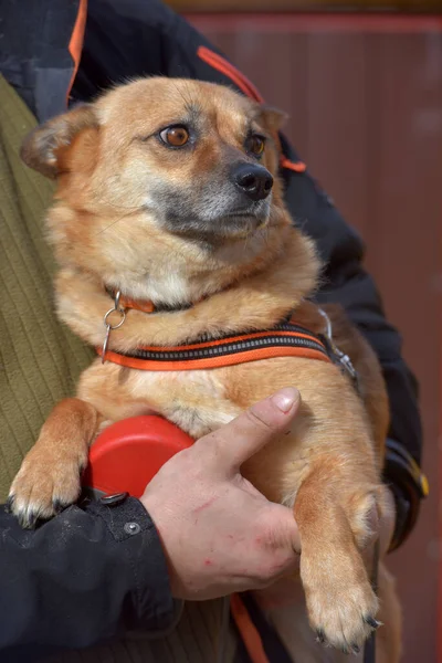 Kleiner Rothaariger Mestizenhund Halsband Für Einen Spaziergang Seinen Händen — Stockfoto