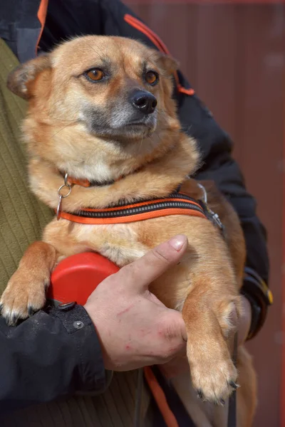 Small Red Haired Mestizo Dog Collar Walk His Hands — Stock Photo, Image