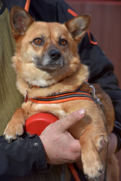 彼の手の中を歩くために襟の小さな赤い髪のメスティーソ犬 — ストック写真