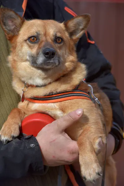 彼の手の中を歩くために襟の小さな赤い髪のメスティーソ犬 — ストック写真