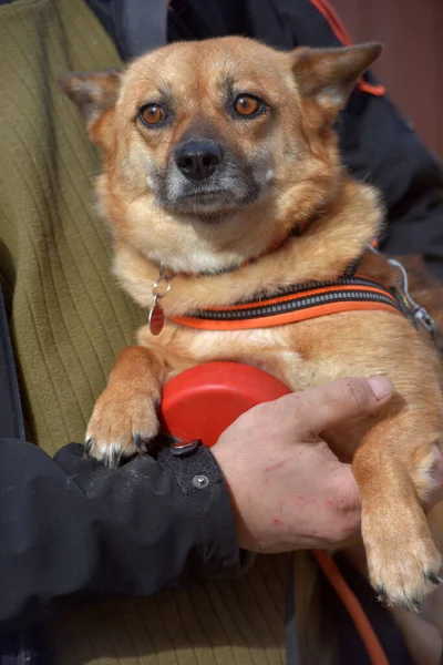 Kleiner Rothaariger Mestizenhund Halsband Für Einen Spaziergang Seinen Händen — Stockfoto