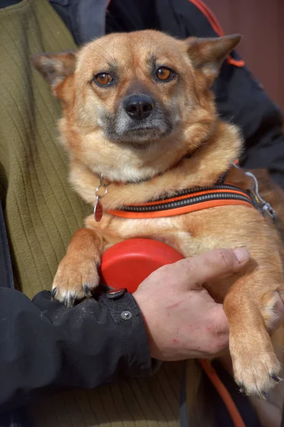 彼の手の中を歩くために襟の小さな赤い髪のメスティーソ犬 — ストック写真