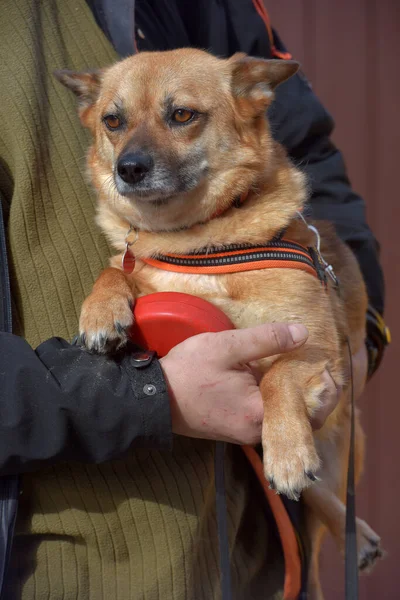 彼の手の中を歩くために襟の小さな赤い髪のメスティーソ犬 — ストック写真