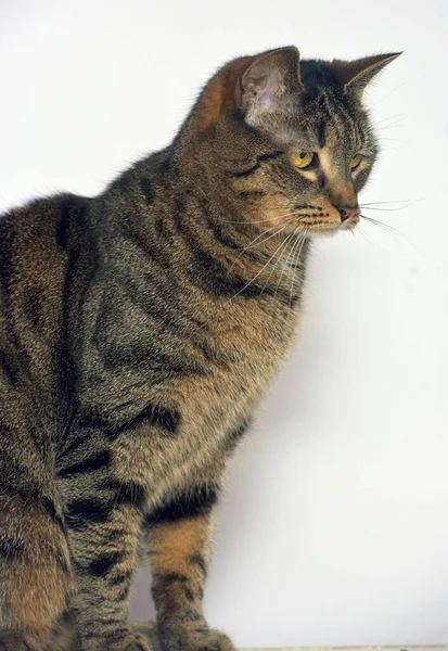 Tabby Gato Europeu Shorthair Fundo Leve — Fotografia de Stock