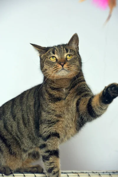 Tabby Europejski Krótkowzroczny Kot Lekkim Tle — Zdjęcie stockowe