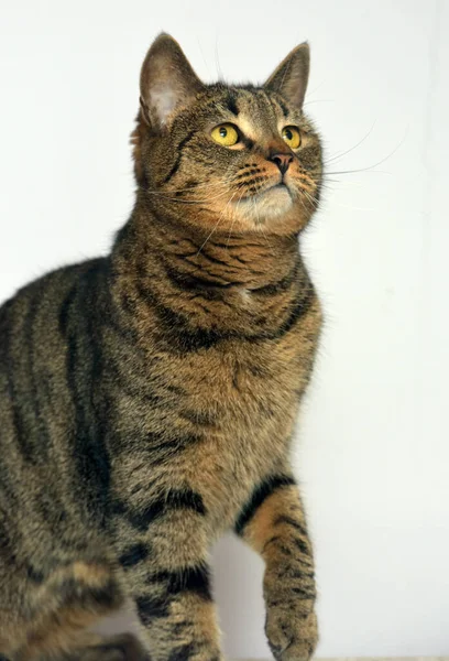 Tabby European Shorthair Cat Light Background — Stock Photo, Image