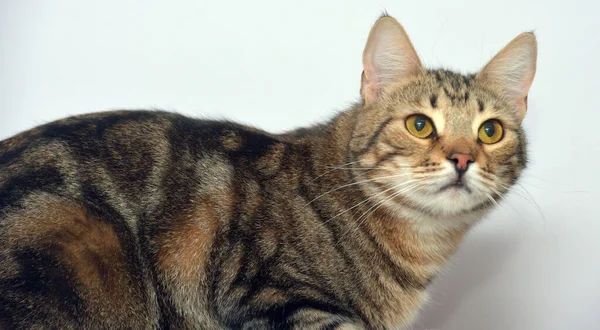 Tabby Gato Europeu Shorthair Fundo Leve — Fotografia de Stock