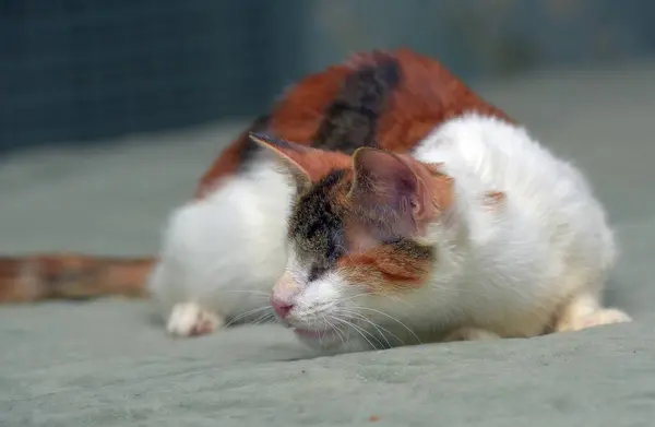 Hayvan Barınağındaki Renkli Sıska Kör Kedi — Stok fotoğraf
