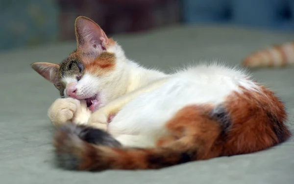 Hubená Slepá Tříbarevná Kočka Útulku Pro Zvířata — Stock fotografie