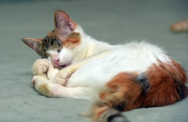 痩せっぽち三色猫動物保護区 — ストック写真