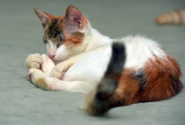 Chudy Ślepy Trójkolorowy Kot Schronisku Dla Zwierząt — Zdjęcie stockowe