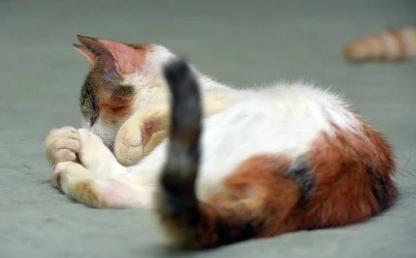 Hubená Slepá Tříbarevná Kočka Útulku Pro Zvířata — Stock fotografie