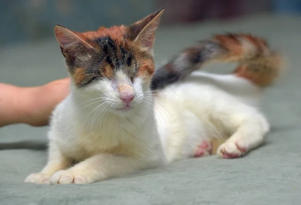 Kucing Tricolor Buta Kurus Penampungan Hewan — Stok Foto