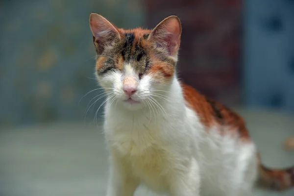 Тощий Слепой Трехцветный Кот Приюте Животных — стоковое фото