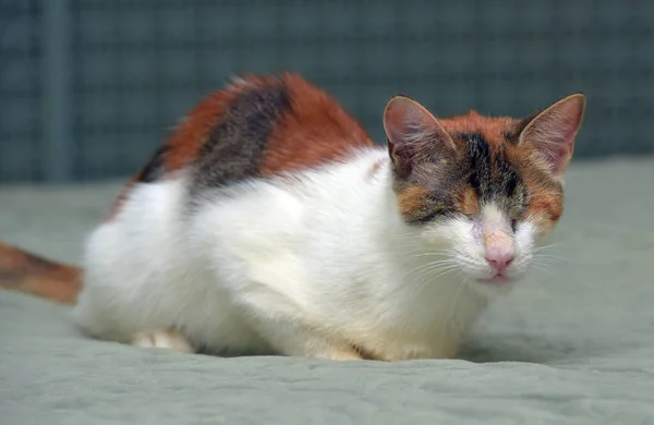 skinny blind tricolor cat at animal shelter