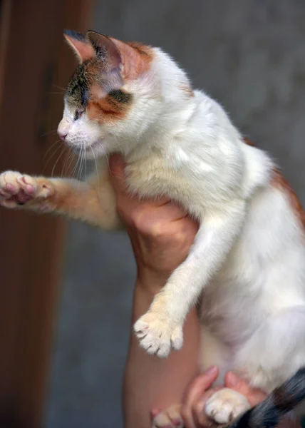 Chudy Ślepy Trójkolorowy Kot Schronisku Dla Zwierząt — Zdjęcie stockowe