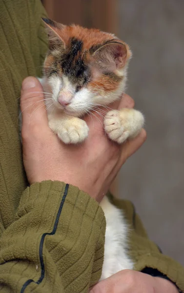 Kucing Tricolor Buta Kurus Penampungan Hewan — Stok Foto