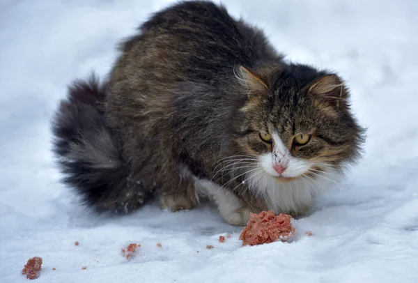Flauschige Sibirische Obdachlose Katze Frisst Winter Draußen Schnee — Stockfoto