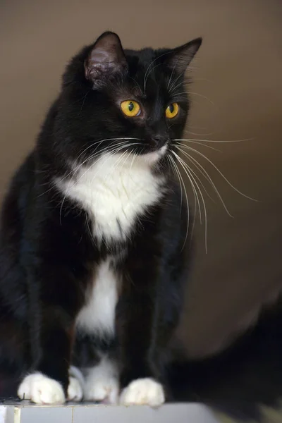 Musta Valkoiset Rinnat Kaunis Kissa Oranssi Silmät — kuvapankkivalokuva