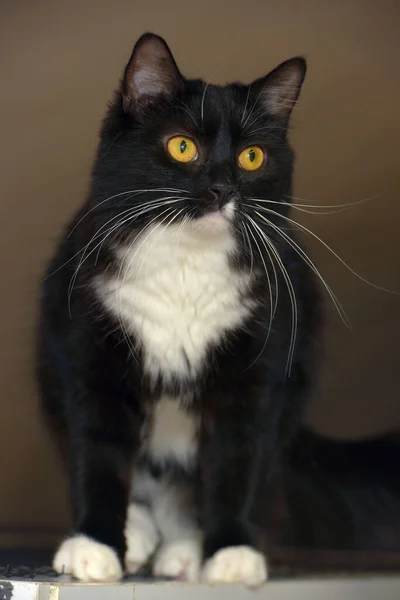 Чорний Білими Грудьми Красивий Кіт Помаранчевими Очима — стокове фото