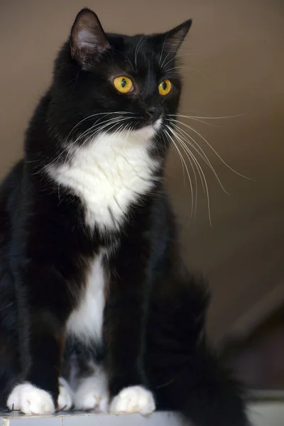 Preto Com Seios Brancos Gato Bonito Com Olhos Laranja — Fotografia de Stock