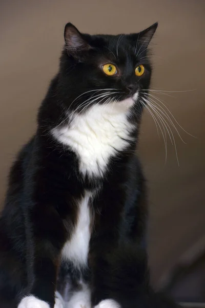 Черный Белой Грудью Красивая Кошка Оранжевыми Глазами — стоковое фото