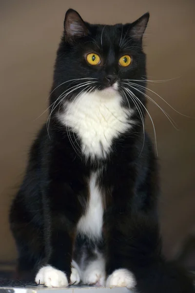 Preto Com Seios Brancos Gato Bonito Com Olhos Laranja — Fotografia de Stock