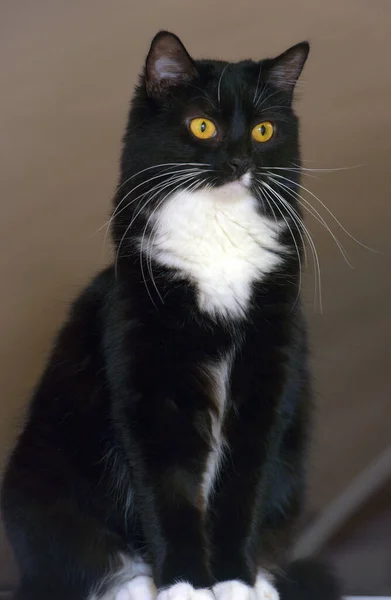 Černá Bílými Prsy Krásná Kočka Oranžovýma Očima — Stock fotografie